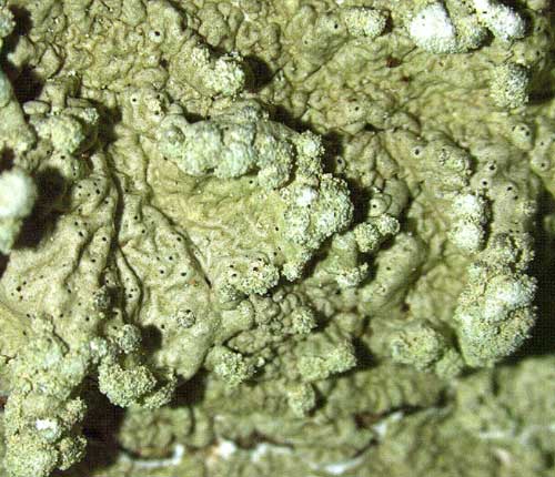 Canoparmelia cryptochlorophaea