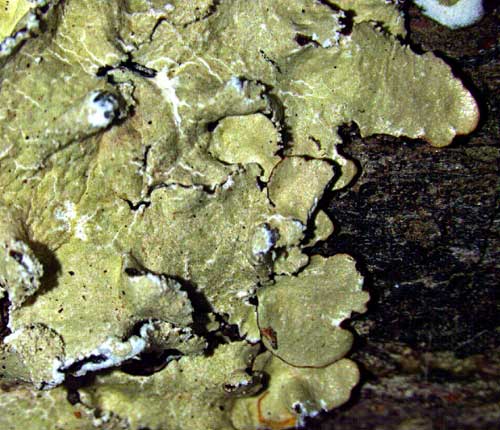 Canoparmelia martinicana