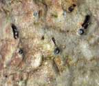 Celothelium aciculiferum