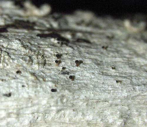 Chaenothecopsis kalbii