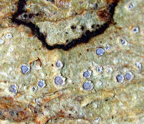 Chapsa alborosella