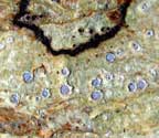 Chapsa alborosella