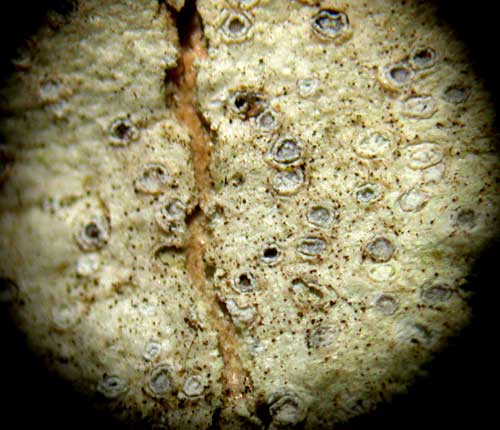 Chapsa alborosella