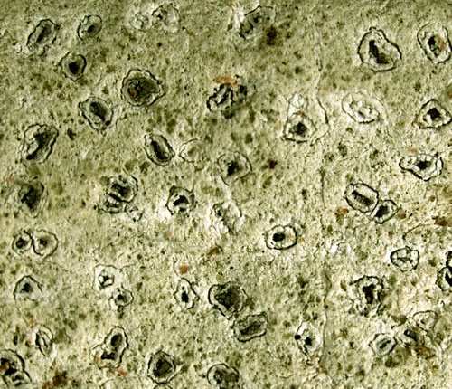 Chapsa boninensis