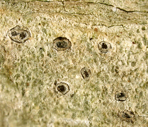 Chapsa boninensis