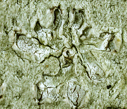 Chapsa phlyctidioides