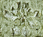 Chapsa phlyctidioides