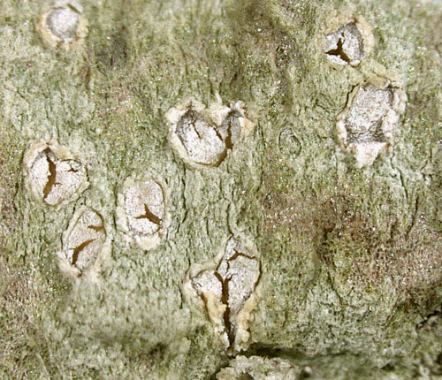 Chapsa phlyctidioides