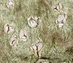 Chapsa phlyctidioides
