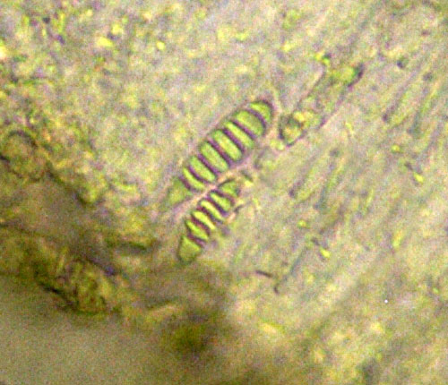 Chapsa phlyctidioides