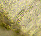 Chapsa phlyctidioides
