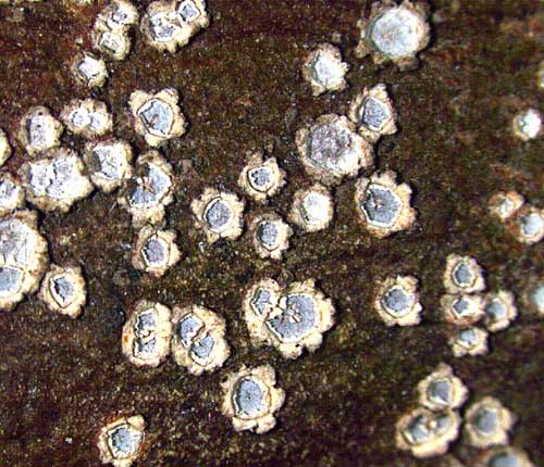 Chapsa platycarpa
