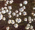 Chapsa platycarpa