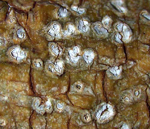 Chapsa platycarpoides