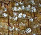 Chapsa platycarpoides