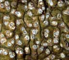 Chapsa platycarpoides
