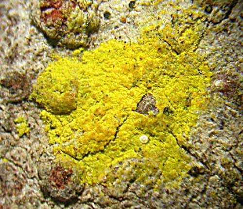 Chrysothrix xanthina