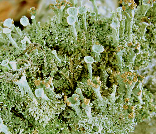 Cladonia chlorophaea