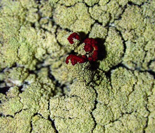 Cladonia didyma var. vulcanica