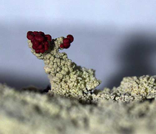 Cladonia didyma var. vulcanica