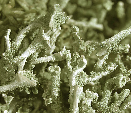 Cladonia ramulosa