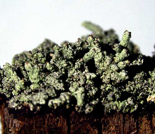 Cladonia subradiata