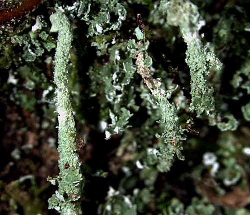 Cladonia subradiata