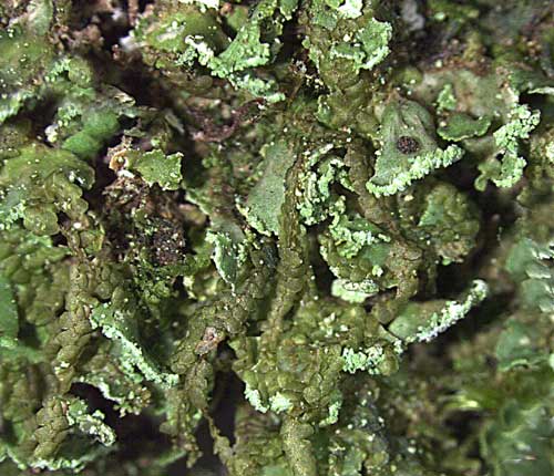 Cladonia subradiata