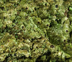 Clathroporina isidiifera