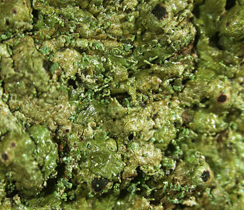 Clathroporina isidiifera