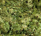 Clathroporina isidiifera