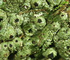 Clathroporina isidiifera