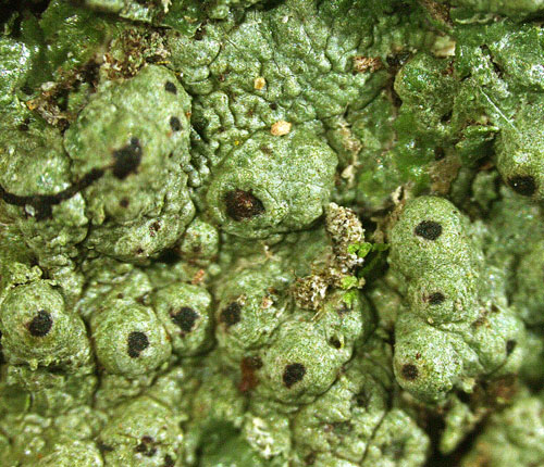 Clathroporina isidiifera