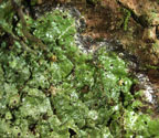 Clathroporina subpungens