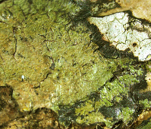Clathroporina subpungens