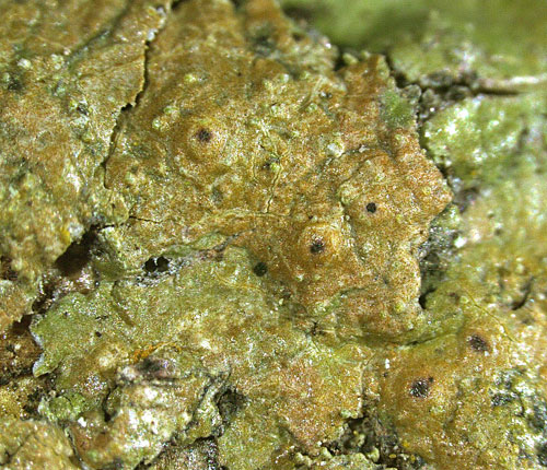 Clathroporina subpungens