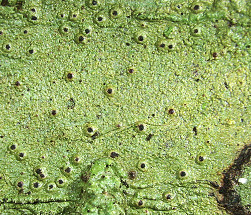 Clathroporina tetracerae