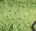 Clathroporina tetracerae