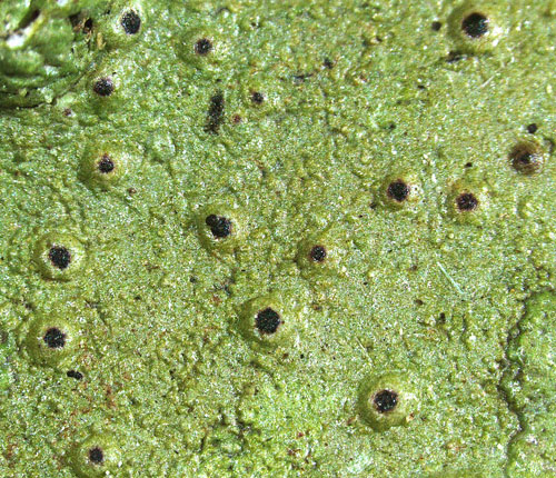 Clathroporina tetracerae