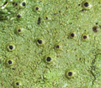 Clathroporina tetracerae