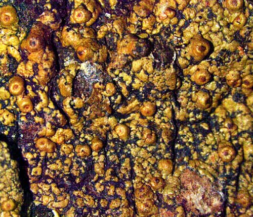 Clathroporina tetracerae