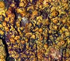 Clathroporina tetracerae