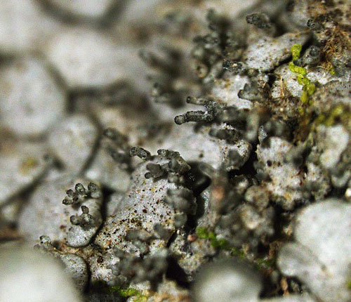 Coccocarpia palmicola