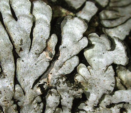 Coccocarpia palmicola