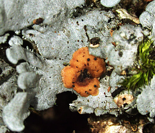 Coccocarpia pellita