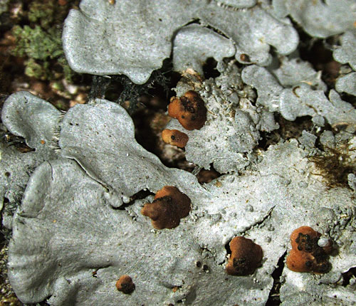 Coccocarpia pellita