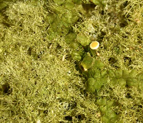 Coenogonium disjunctum
