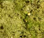 Coenogonium disjunctum