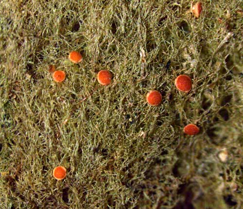 Coenogonium implexum