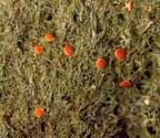 Coenogonium implexum